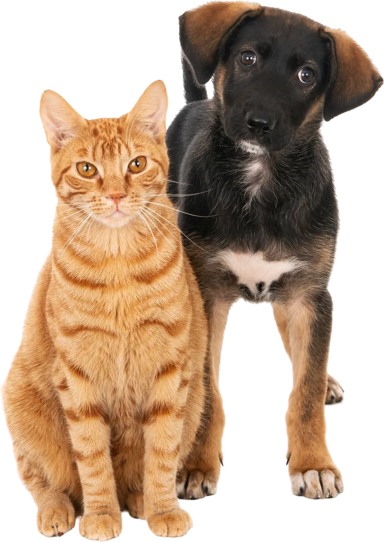 Ginger cat and black puppy sitting side by side