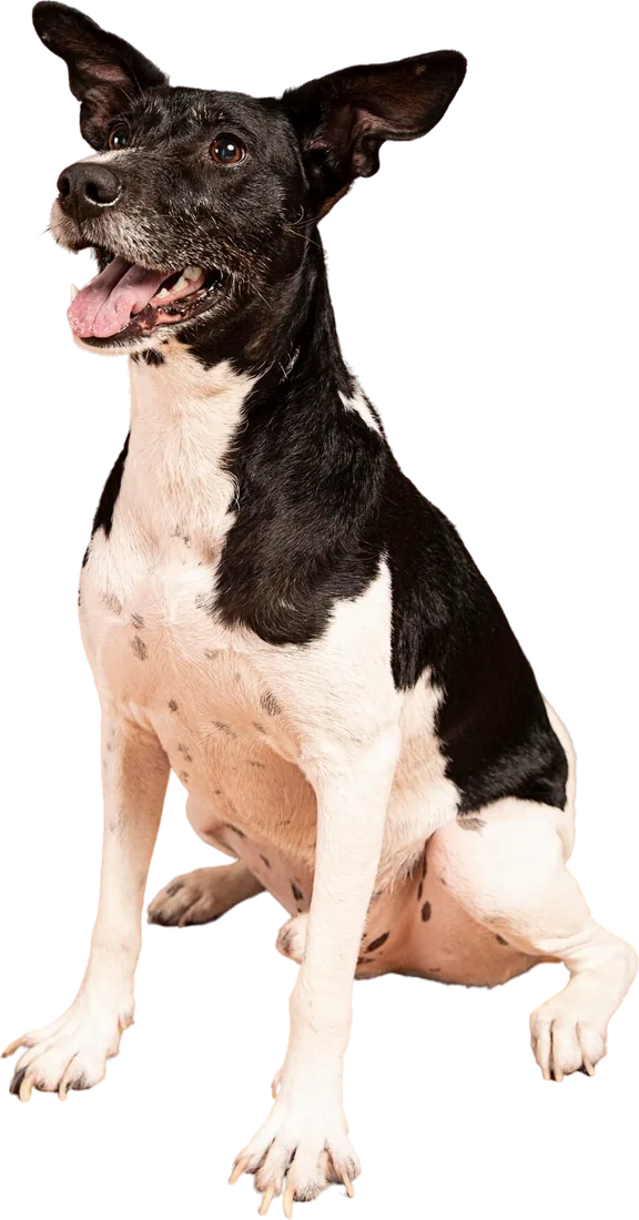 Young dog before neutering