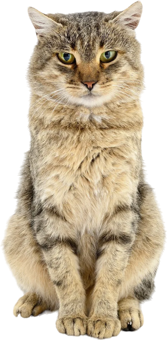 Young cat before neutering