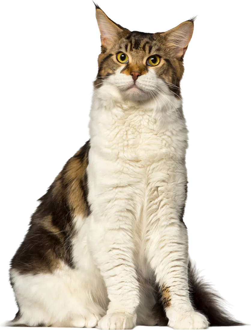 Neutered adult cat