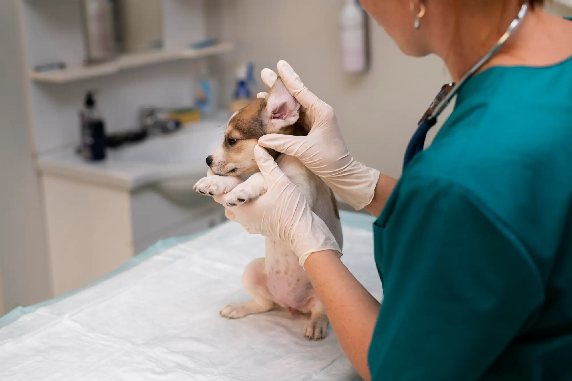 Vet examining a puppy's ear