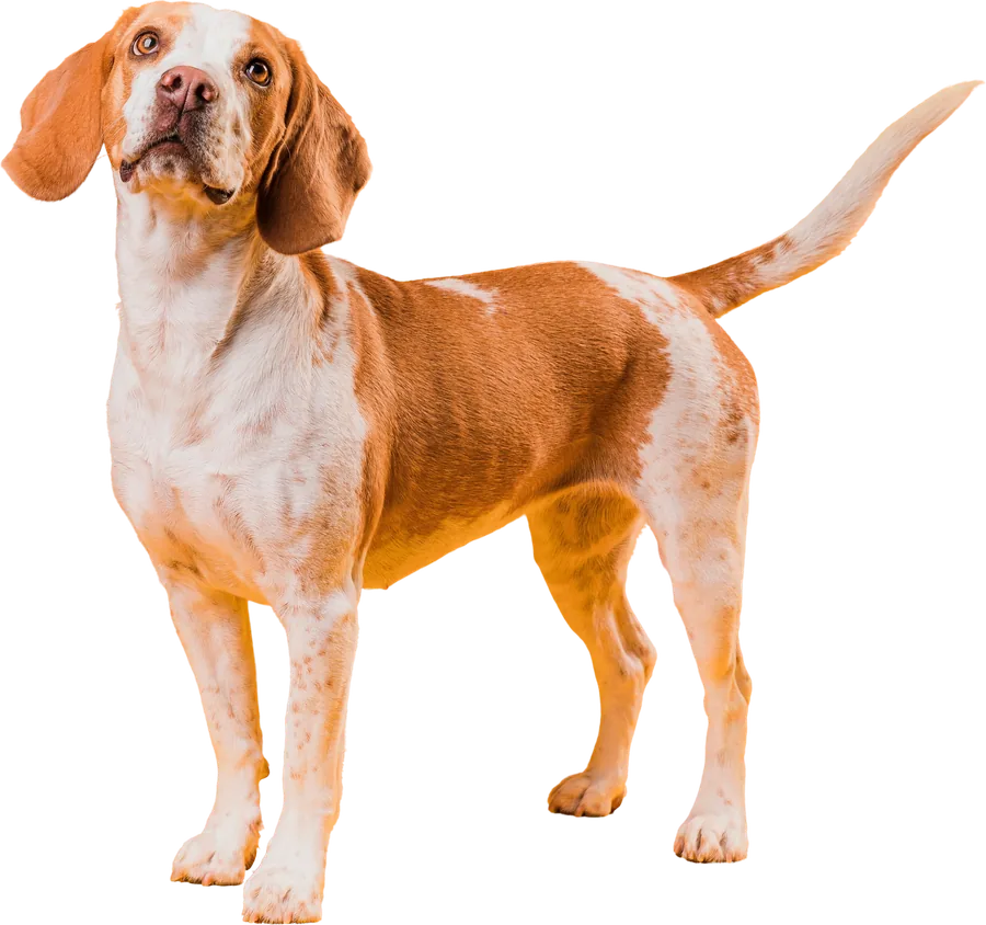 Adult female dog, a spaying patient