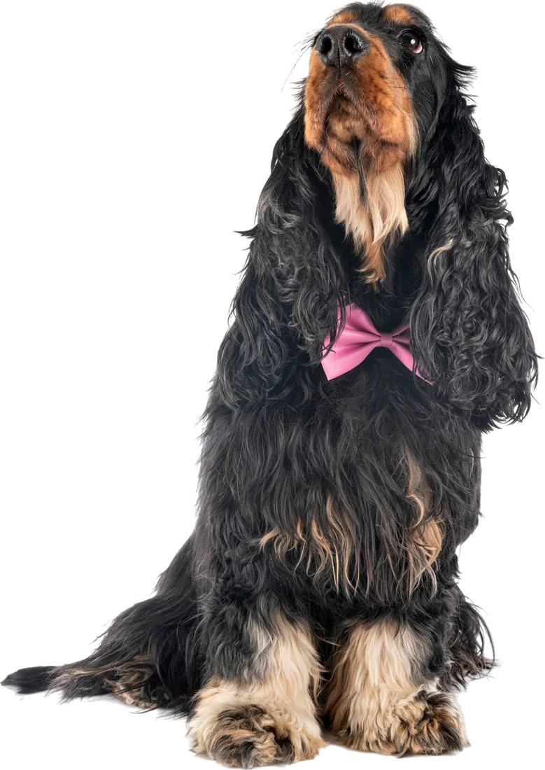Young female dog before spaying