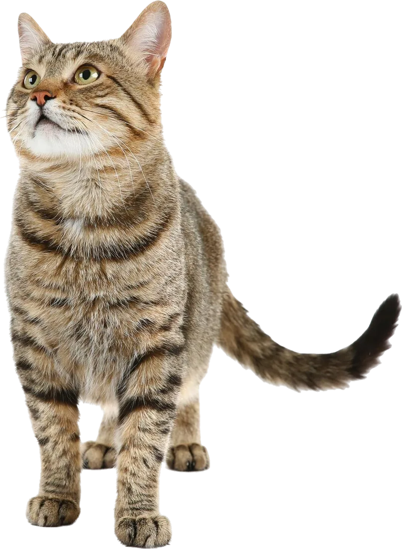 Gata adulta esterilizada