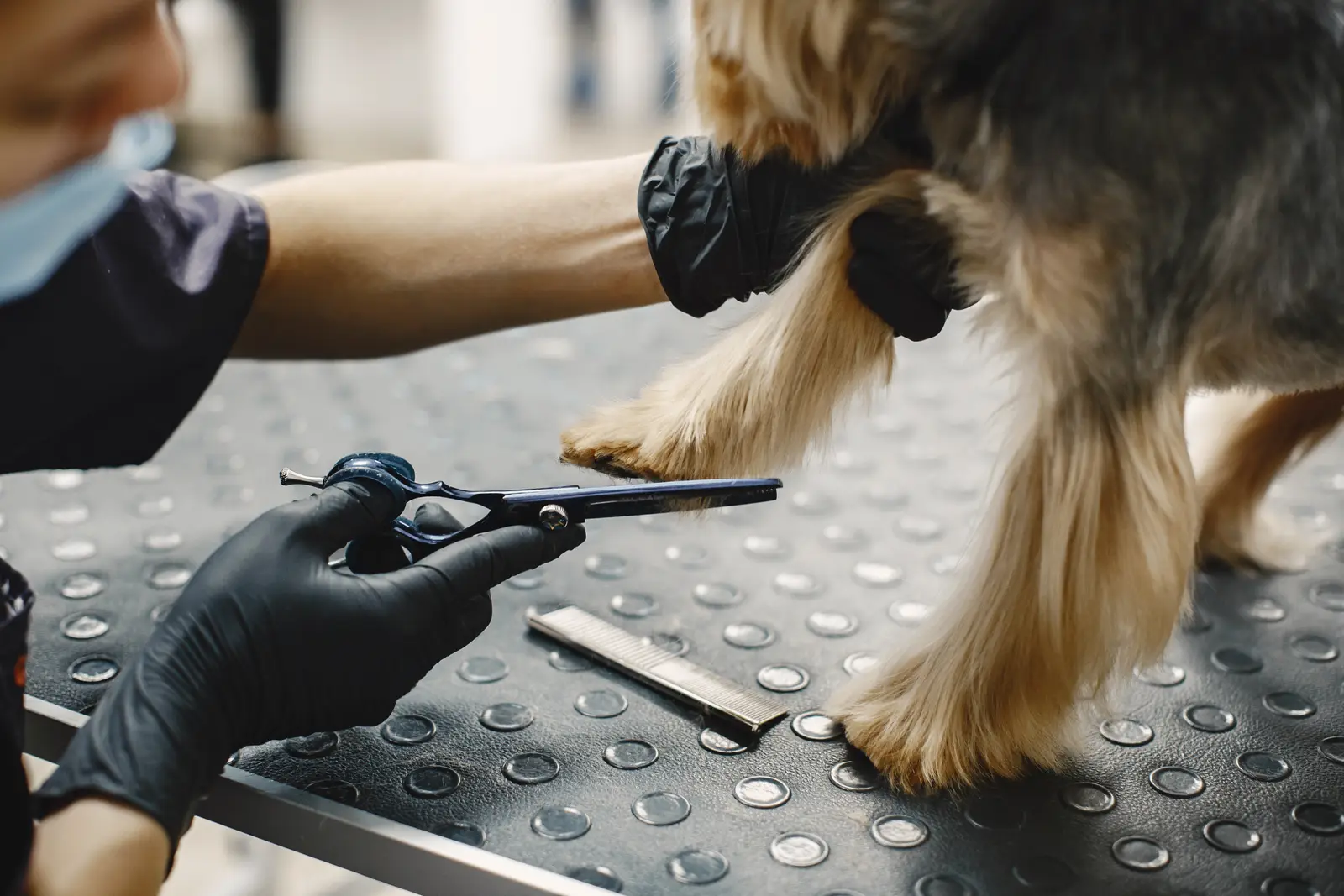 Tosquiador a aparar com tesoura o pelo da pata de um yorkshire terrier